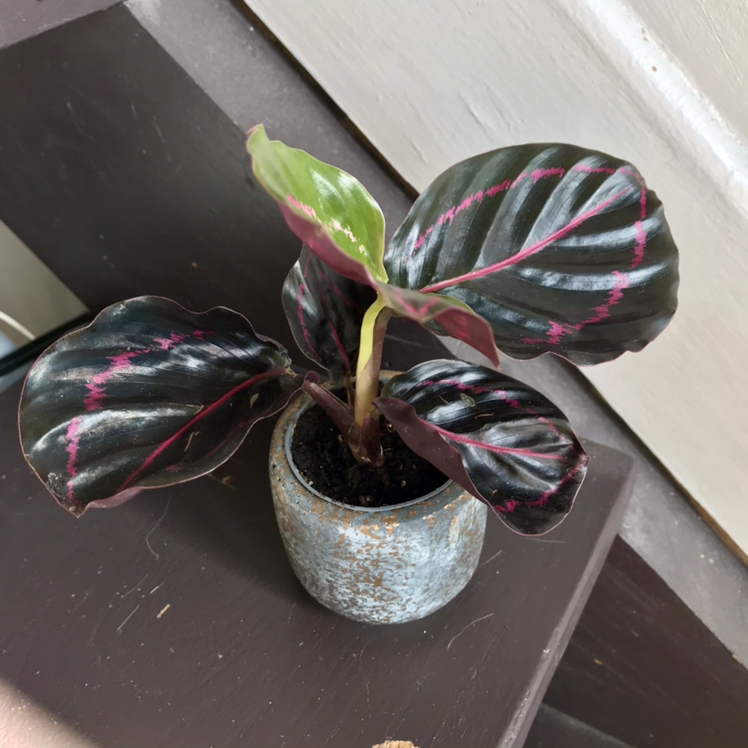 Prayer Plant Dottie in a small pot with dark green leaves and pink stripes.