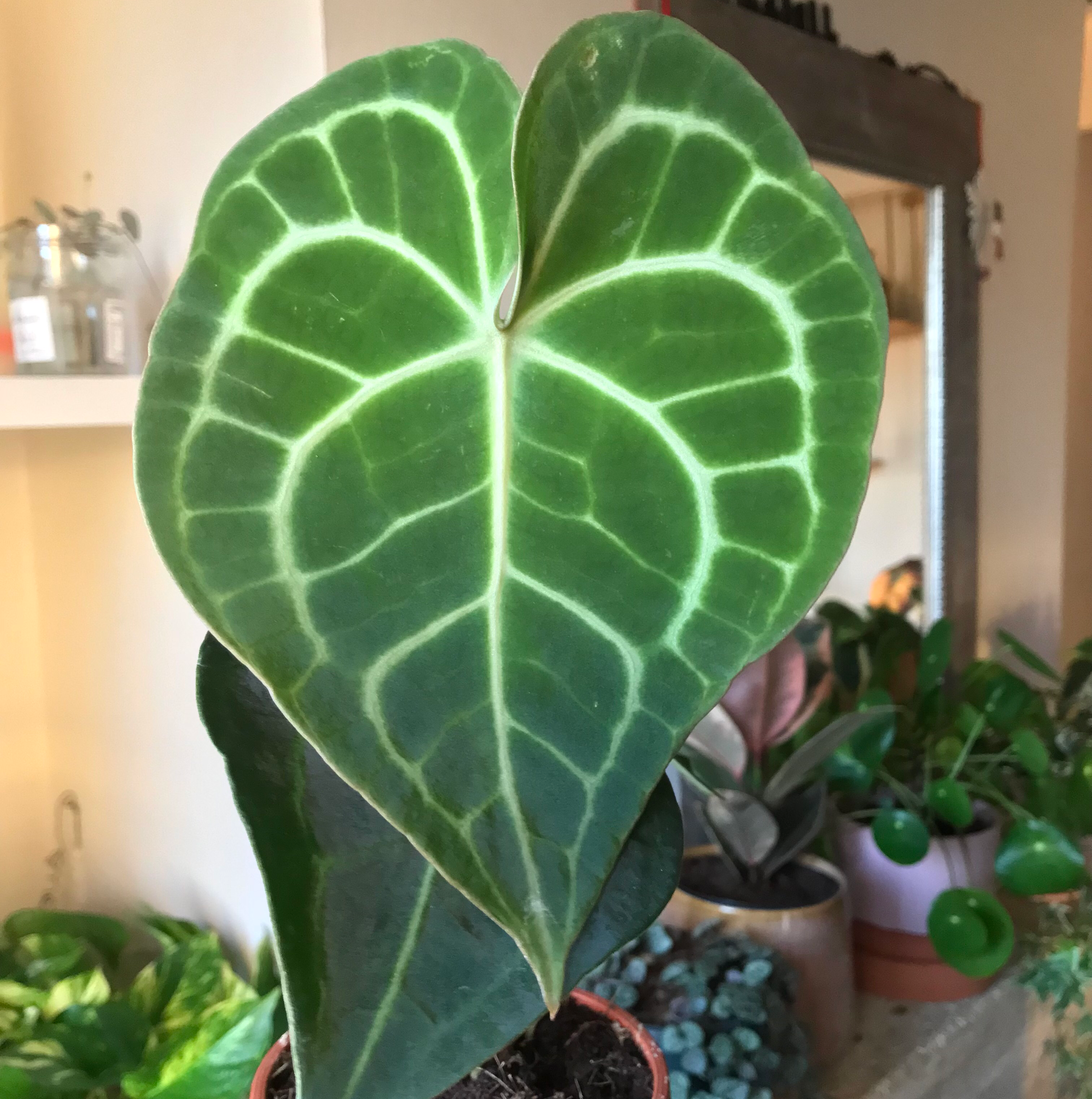 Velvet Cardboard Anthurium with healthy green leaves and distinct white veins.