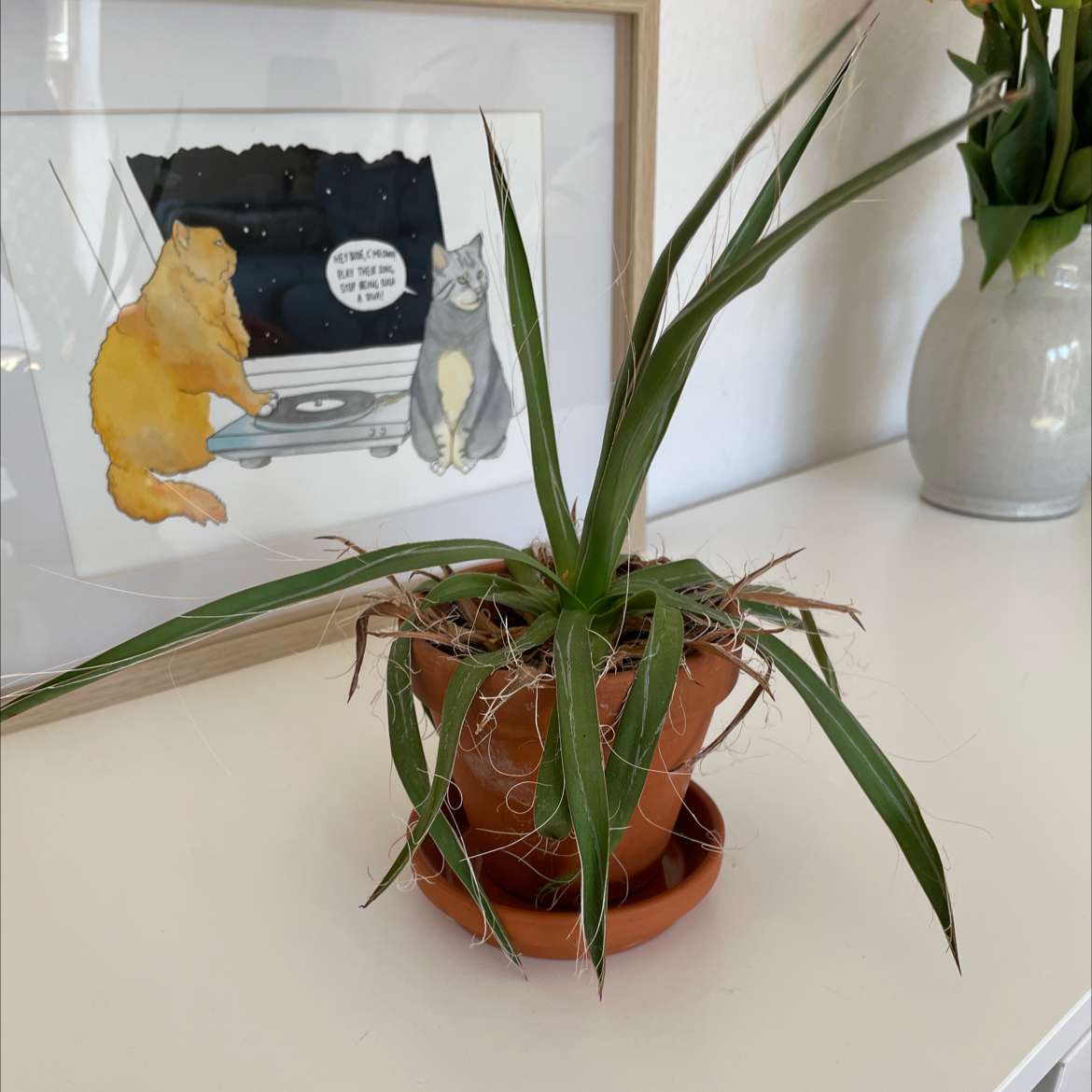 Photo of the plant species Small Flower Agave by Richard named Spike Lee on Greg, the plant care app