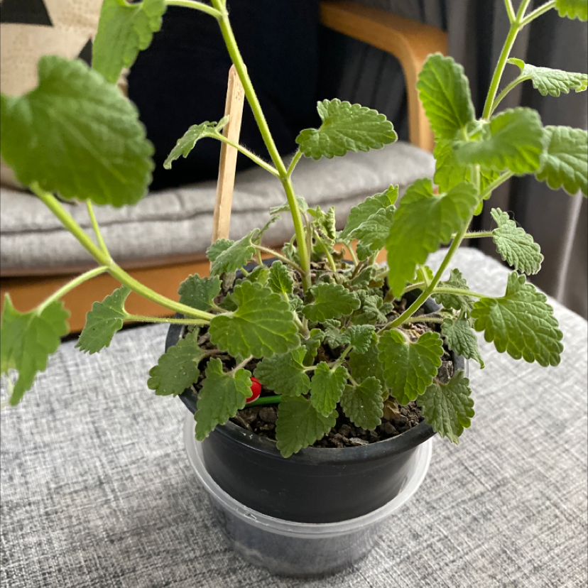 Photo of the plant species Catnip by Kirsten named Katnip Everdeen on Greg, the plant care app