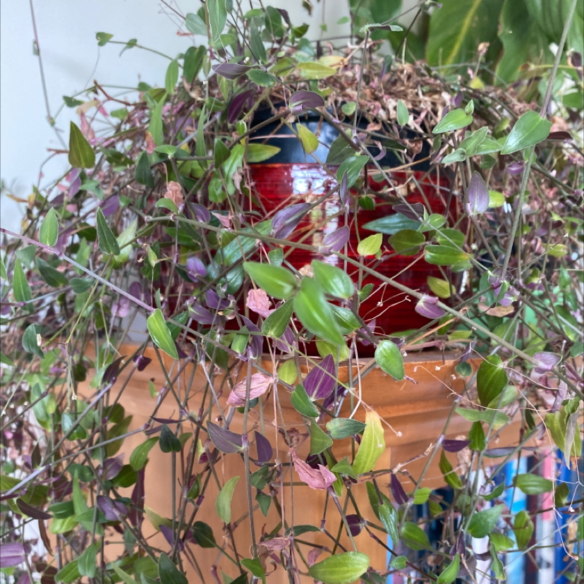 Tahitian Bridal Veil plant photo by Kirsten named Christian Veil on Greg, the plant care app.