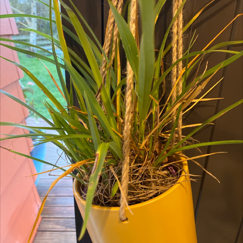 Photo of the plant species Blue Flax-Lily by Kirsten named You’re My Boy Blue on Greg, the plant care app