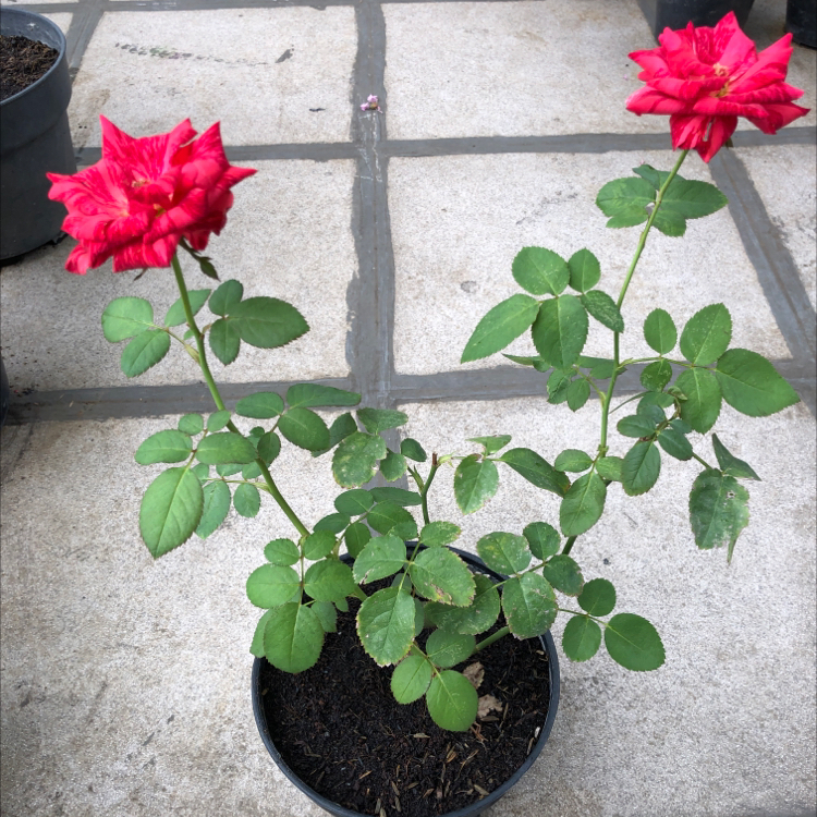 Potted Alpine Rose with two red flowers and green leaves, healthy appearance.