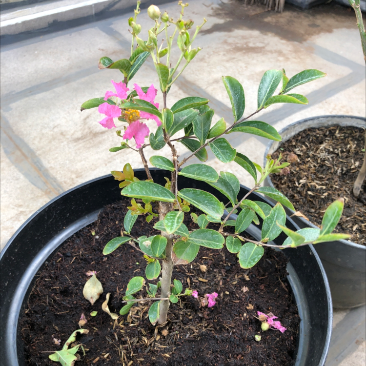Photo of the plant species Cape Myrtle by @bblac named Sakura on Greg, the plant care app