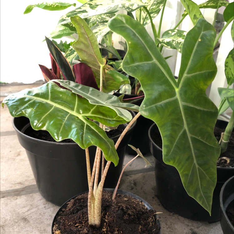 Photo of the plant species Alocasia 'Sarian' by @bblac named Keanu Leaves on Greg, the plant care app