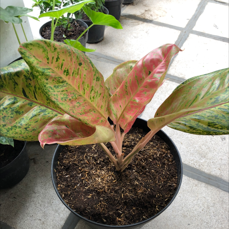 Photo of the plant species Big Roy by @bblac named Marilyn on Greg, the plant care app