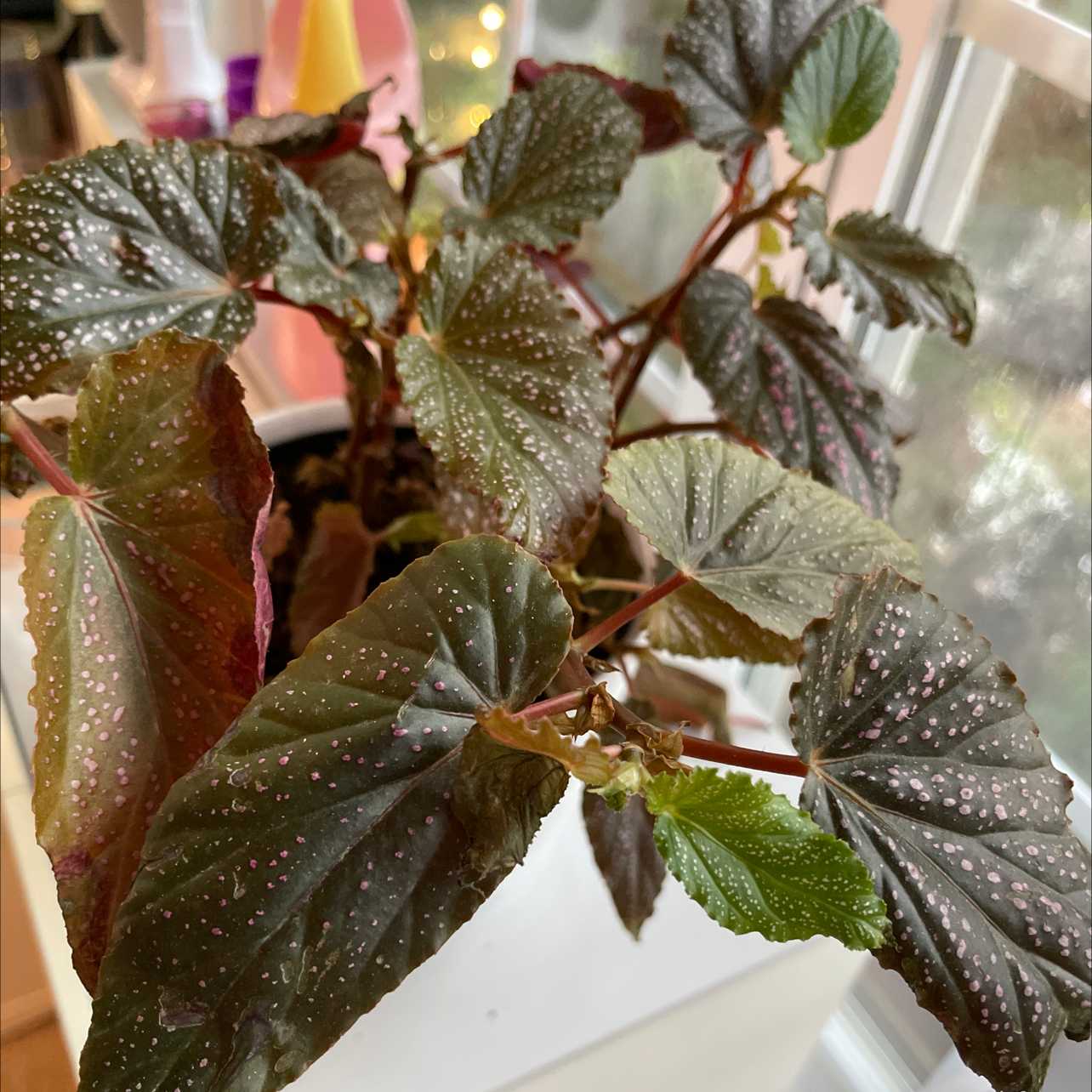 Angel Wing Begonia with wing-shaped leaves and white spots, placed near a window.