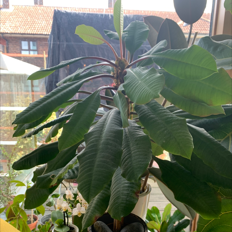 Madagascar Jewel plant with broad green leaves indoors with natural light.