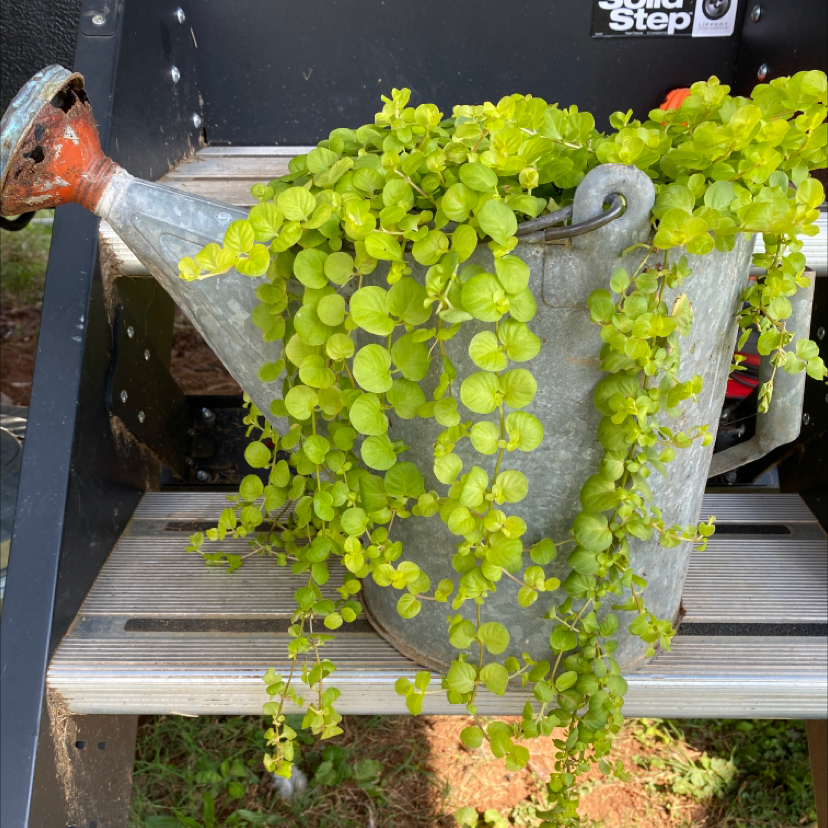 Photo of the plant species Creeping Jenny by @Dallmcmu96 named Creeping jenny on Greg, the plant care app