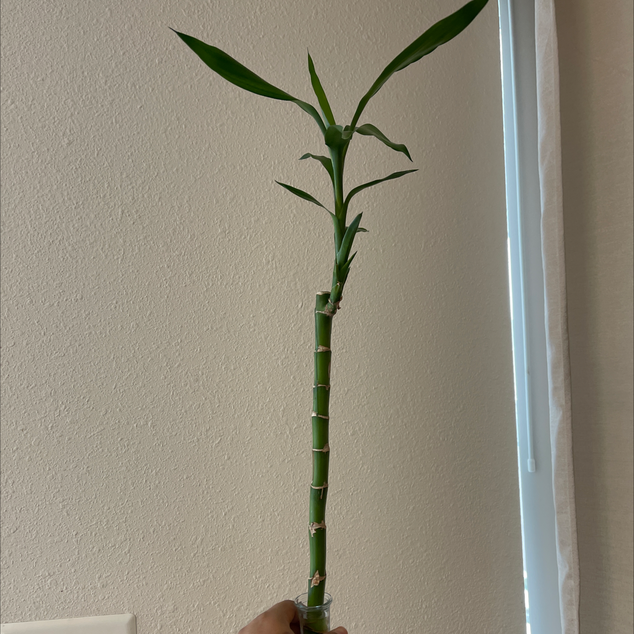Bamboo Palm plant photo by @Valeriealvarez_ named Tito El Bambino on Greg, the plant care app.