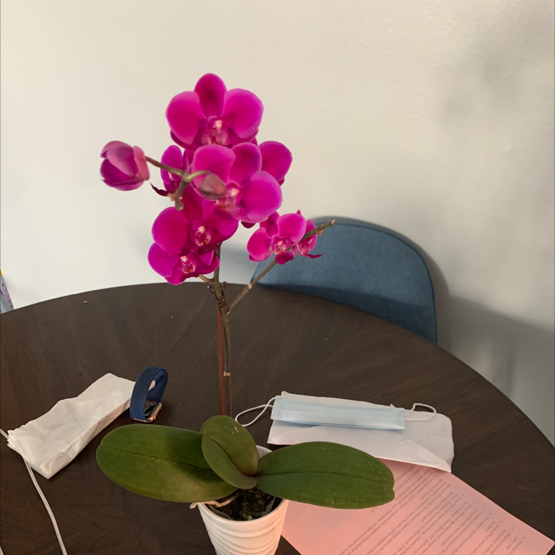 Photo of the plant species Early-Purple Orchid by Jayne named Purple rain on Greg, the plant care app