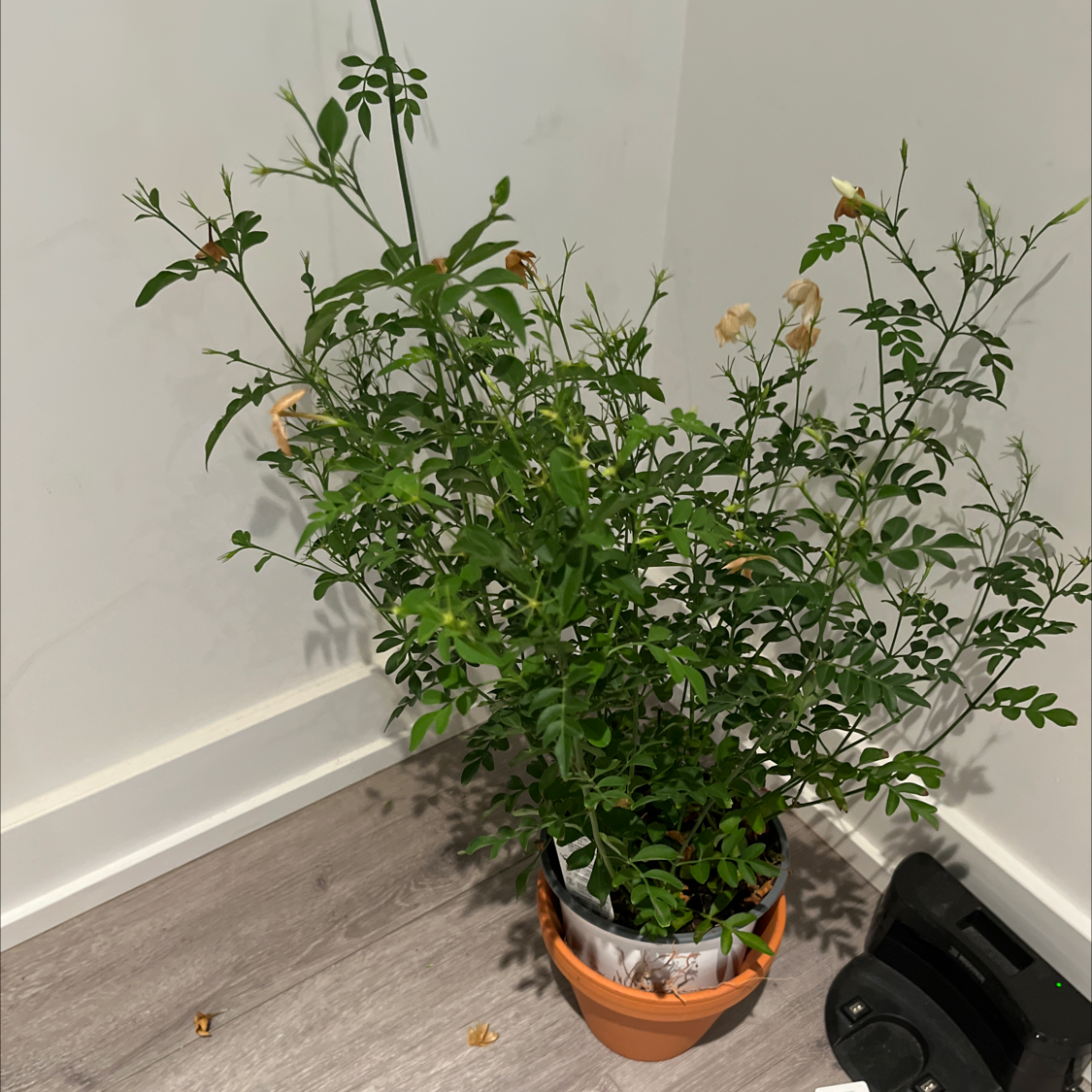 Potted White Jasmine plant with some wilted flowers, placed indoors on a wooden floor.