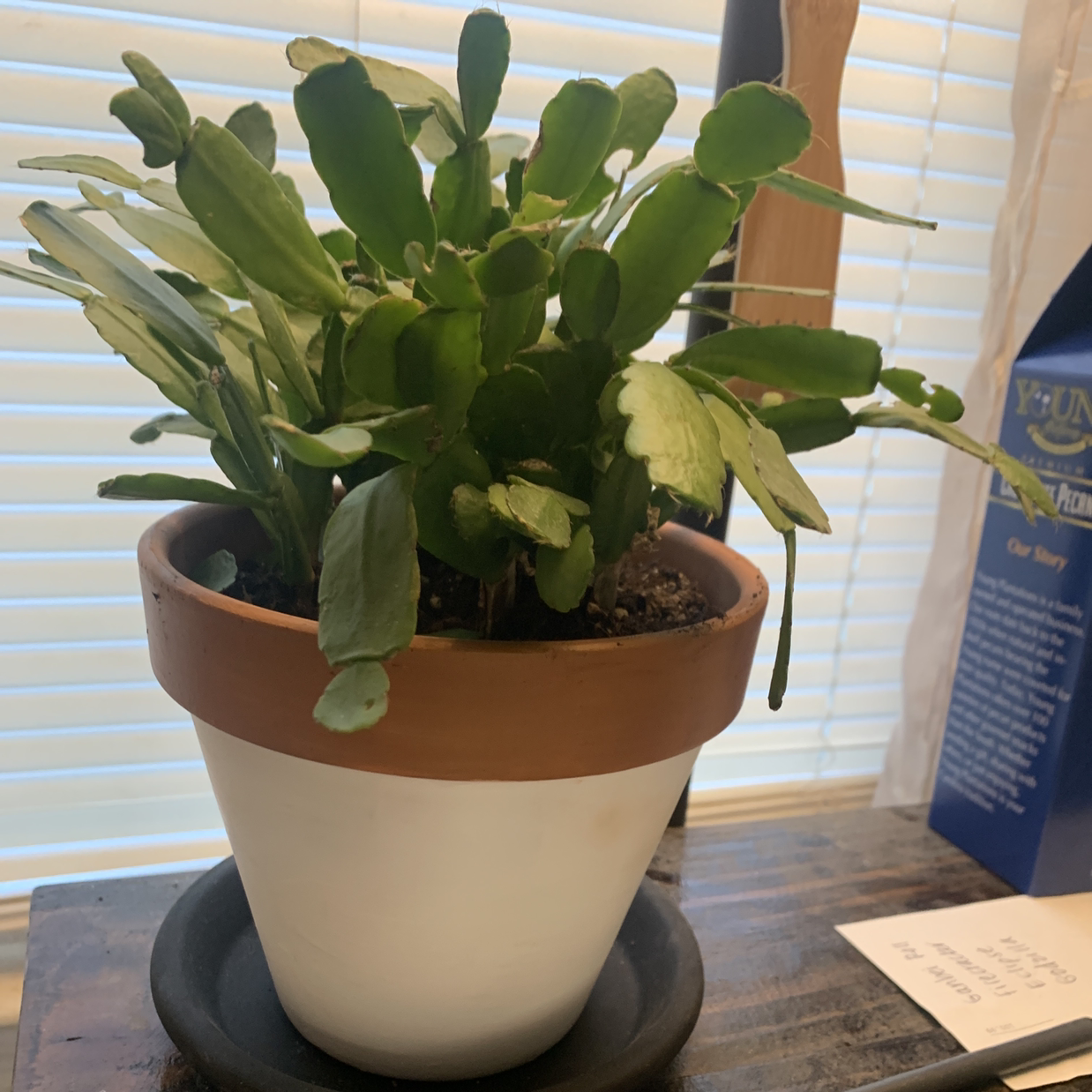 Potted Easter Cactus with green leaves, well-framed and healthy.