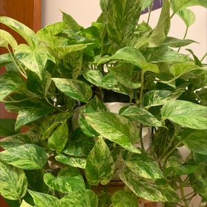 Marble Queen Pothos plant photo by @m1na named pablo on Greg, the plant care app.