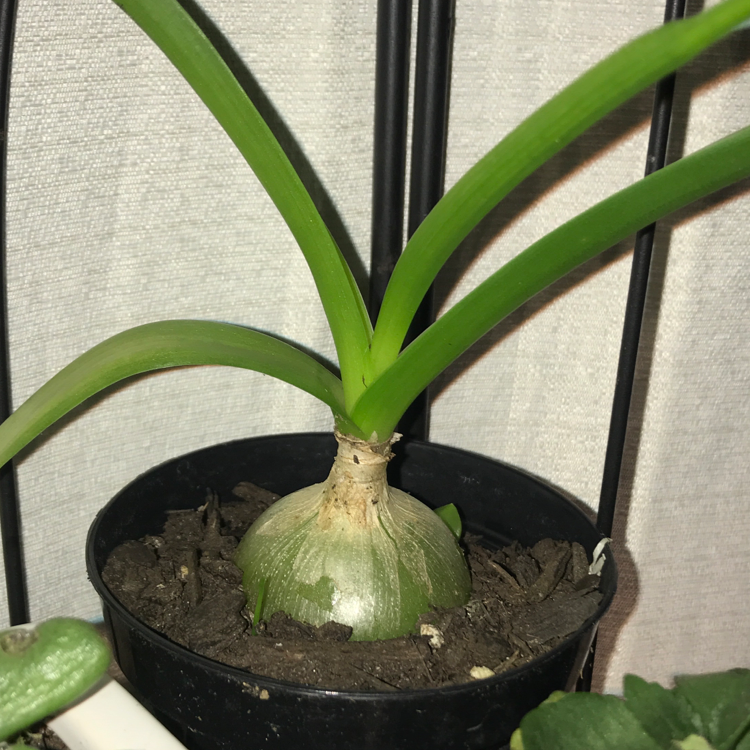 Photo of the plant species Pregnant Onion by @http.harlie named osmo on Greg, the plant care app