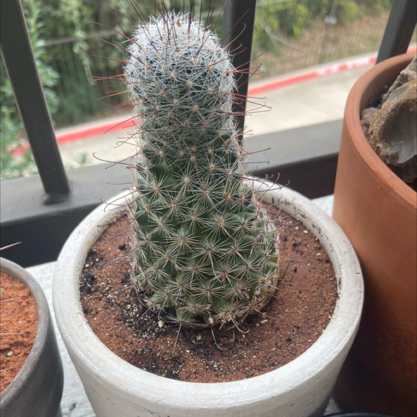 Common Fishhook Cactus in a pot with visible soil, appears healthy.