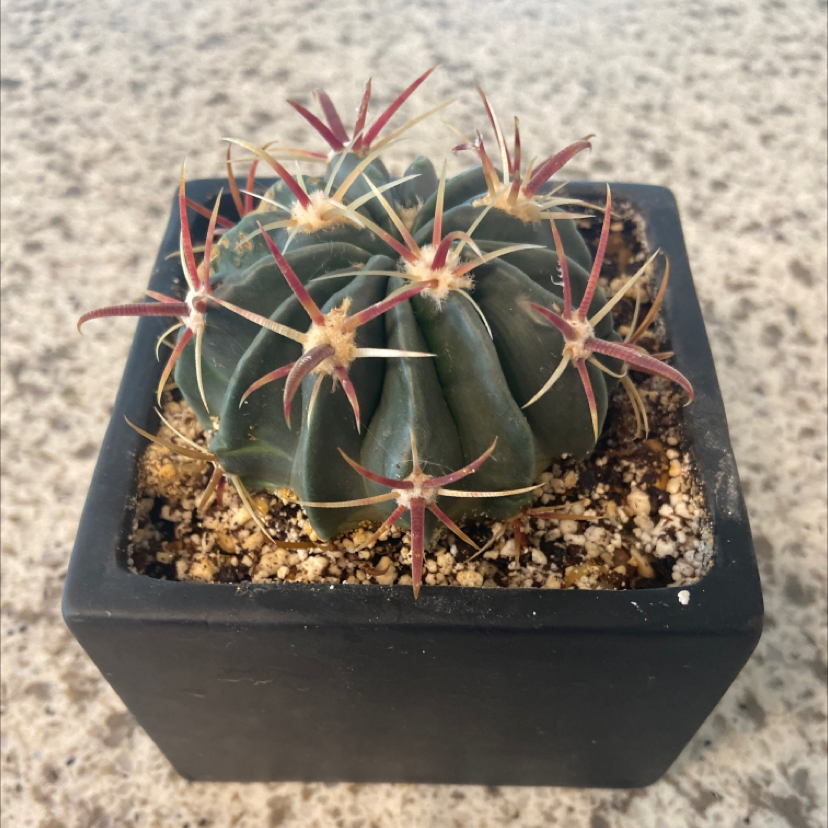 Devil's Tongue Barrel Cactus in a black pot with visible soil.