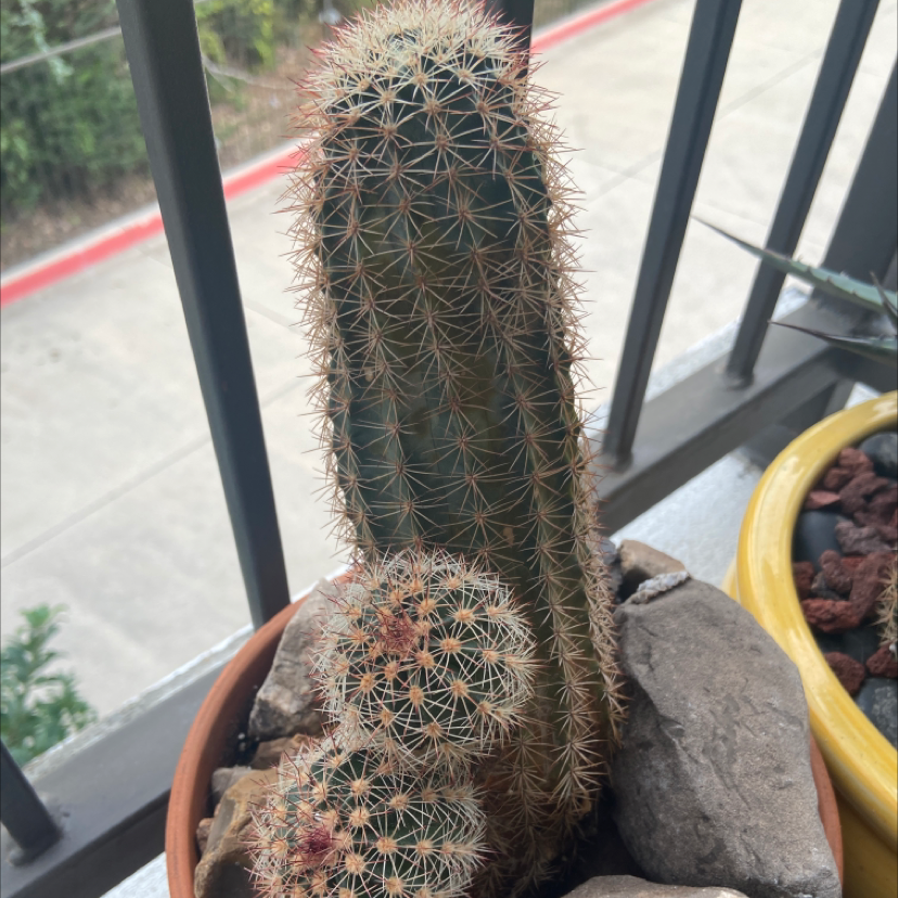 Arizona Rainbow Cactus in a pot with rocks, showing some browning on the stems.