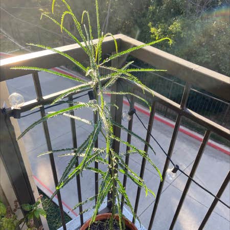 Photo of the plant species Blue Palo Verde by @Mcrioux88 named Paloma on Greg, the plant care app