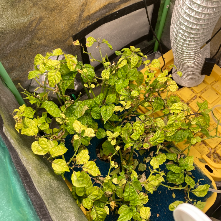 Carolina Reaper plant with yellowing and browning leaves in an indoor growing setup.