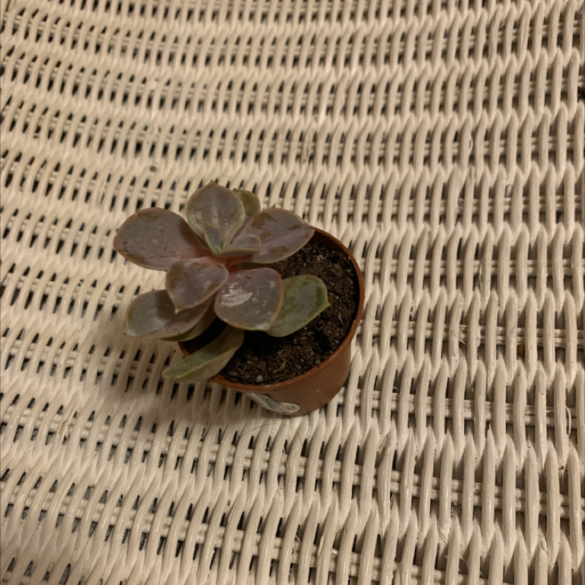 Photo of the plant species Purdy's Stonecrop by @chesney.leandra named beth on Greg, the plant care app