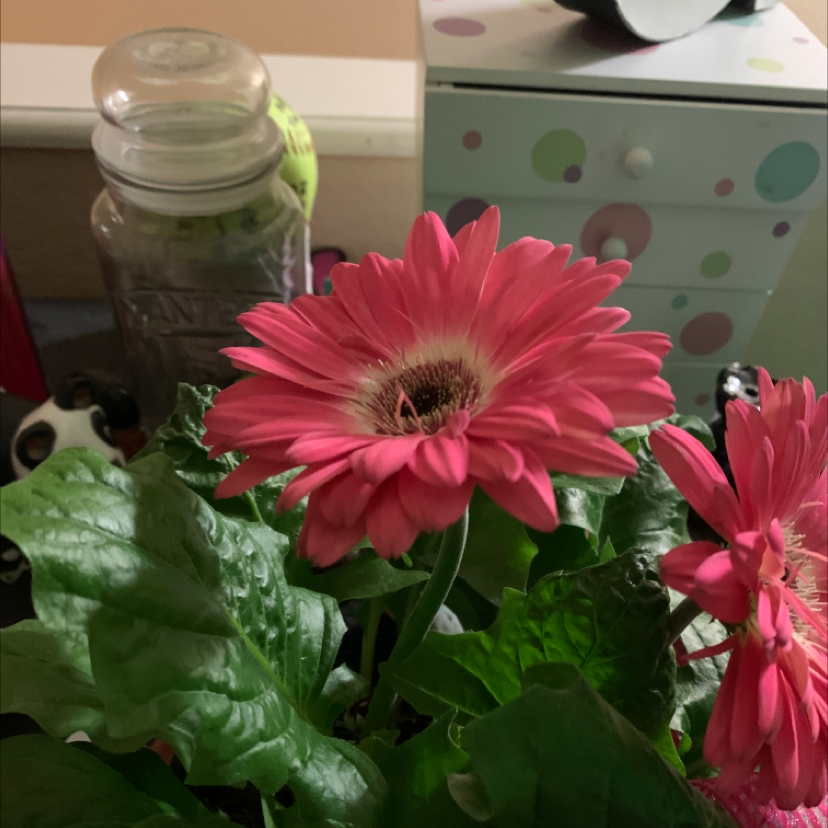Photo of the plant species Gerbera by @Gracie.adams1209 named Olivia on Greg, the plant care app