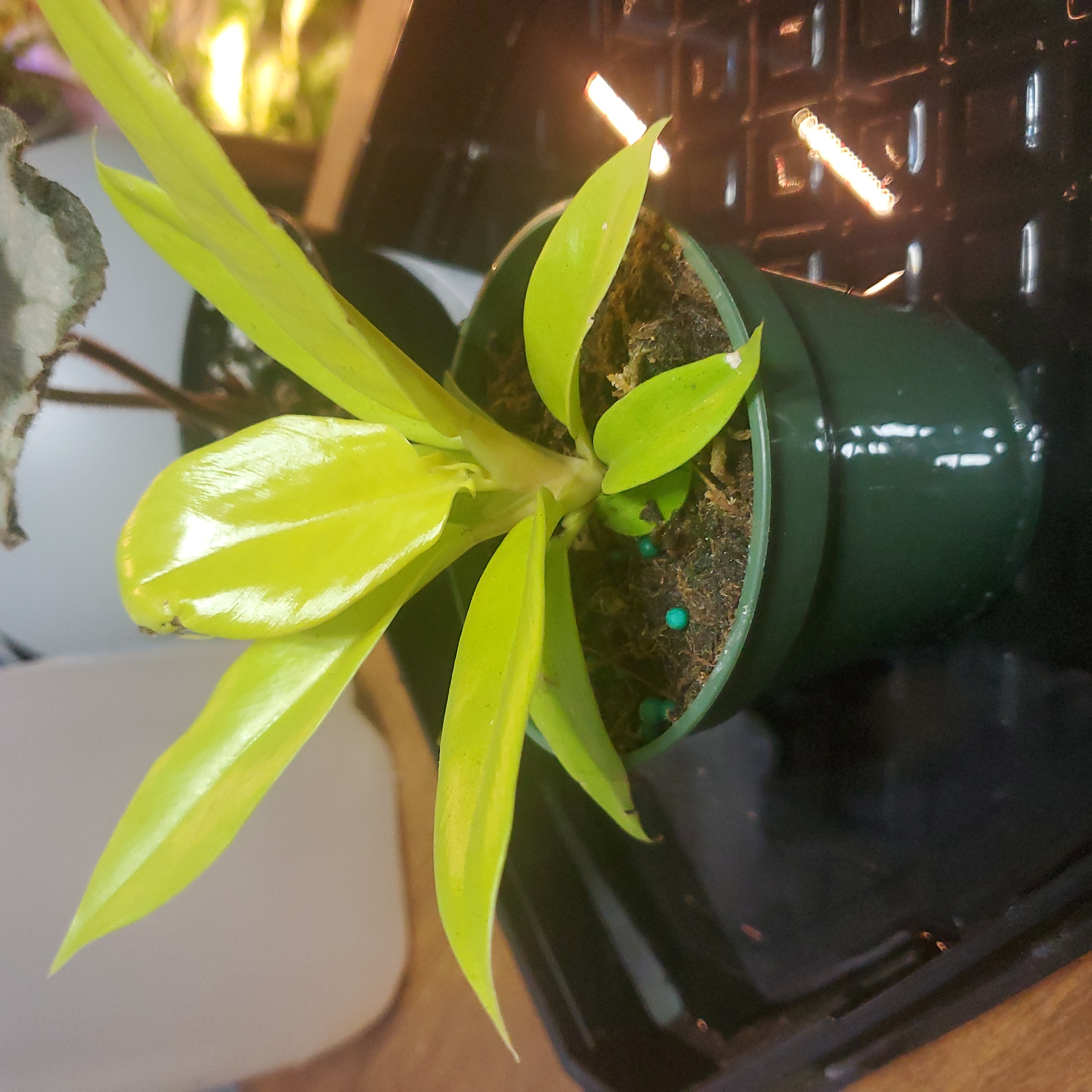 Potted Golden Crocodile plant with vibrant green leaves in a small green pot.