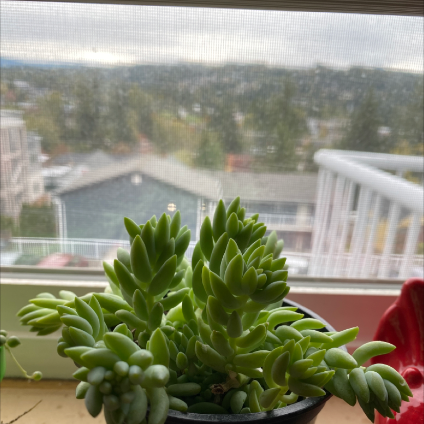 Pale Stonecrop succulent in a pot near a window, appears healthy.