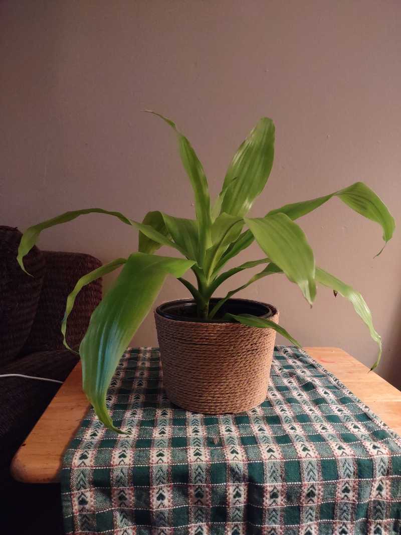 Dracaena Limelight plant in a woven pot on a table with a patterned cloth.