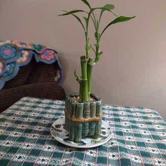 Lucky Bamboo plant in Worcester, Massachusetts