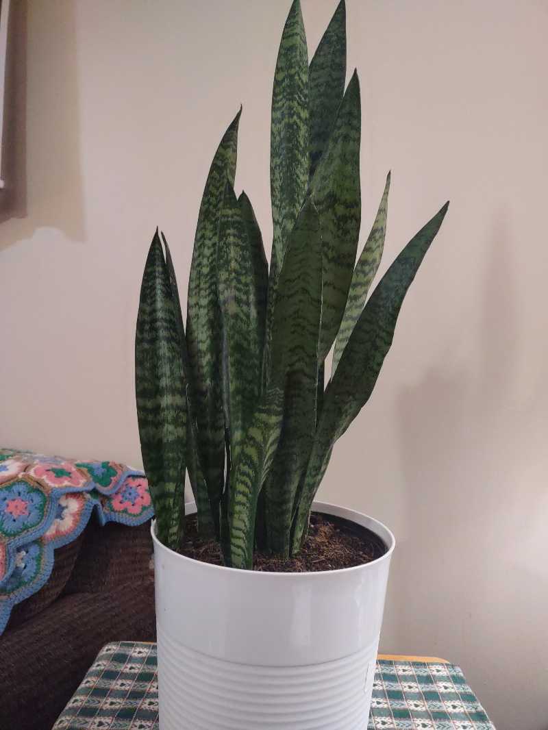 Black Coral Snake Plant in a white pot, healthy with vibrant green leaves.