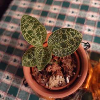 Jewel Orchid plant in Worcester, Massachusetts