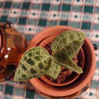 Jewel Orchid plant in Worcester, Massachusetts