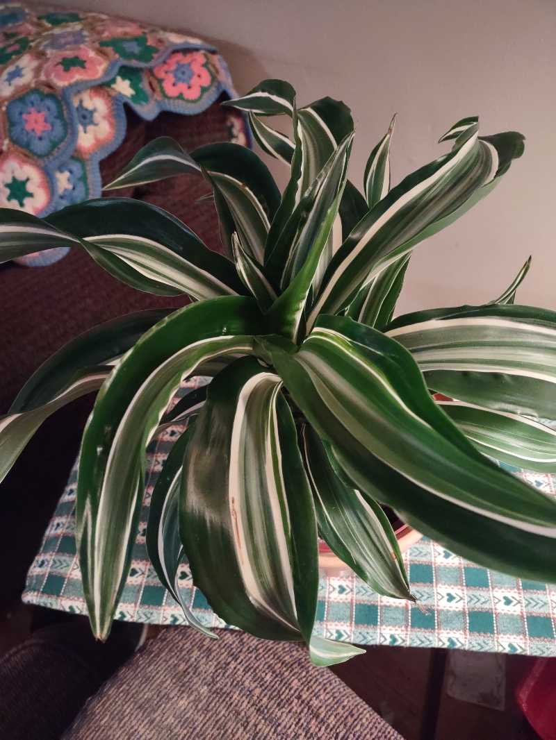 Photo of the plant species Malaika Dragon Tree by @MicansMeHappy named Dracaena Malaika on Greg, the plant care app