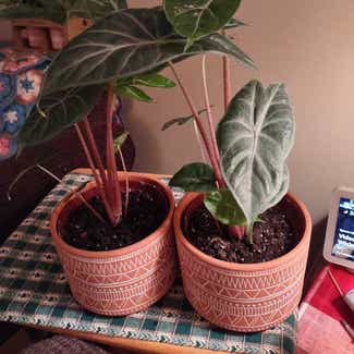 Alocasia Pink Dragon plant in Worcester, Massachusetts