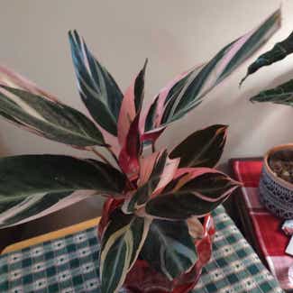 Stromanthe sanguinea 'Tricolor' plant in Worcester, Massachusetts