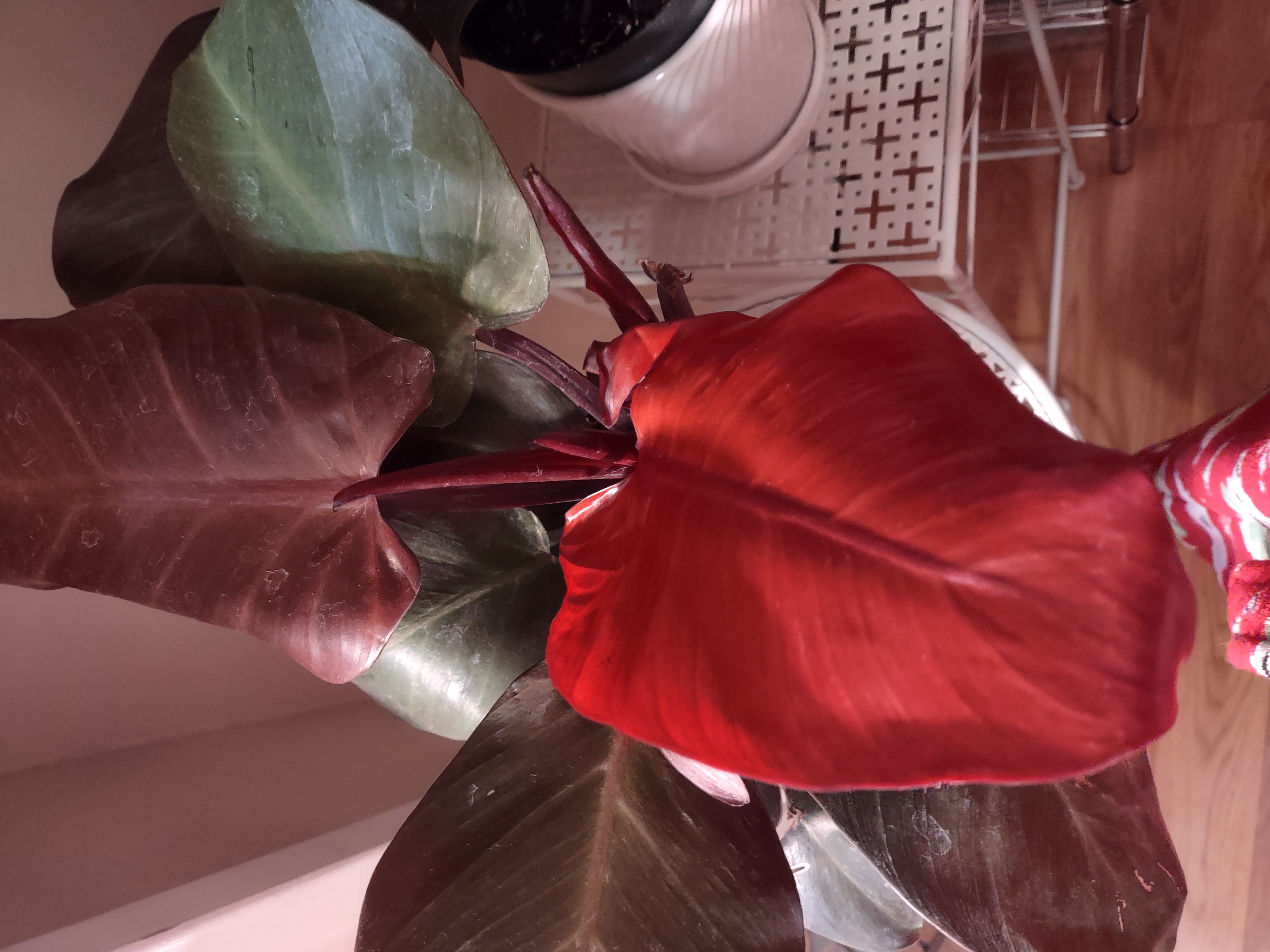 McColley's Finale plant with large, glossy red and green leaves indoors.