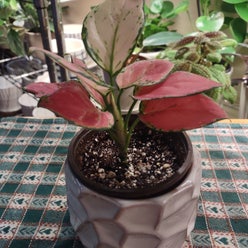 Aglaonema 'Red Zircon' plant