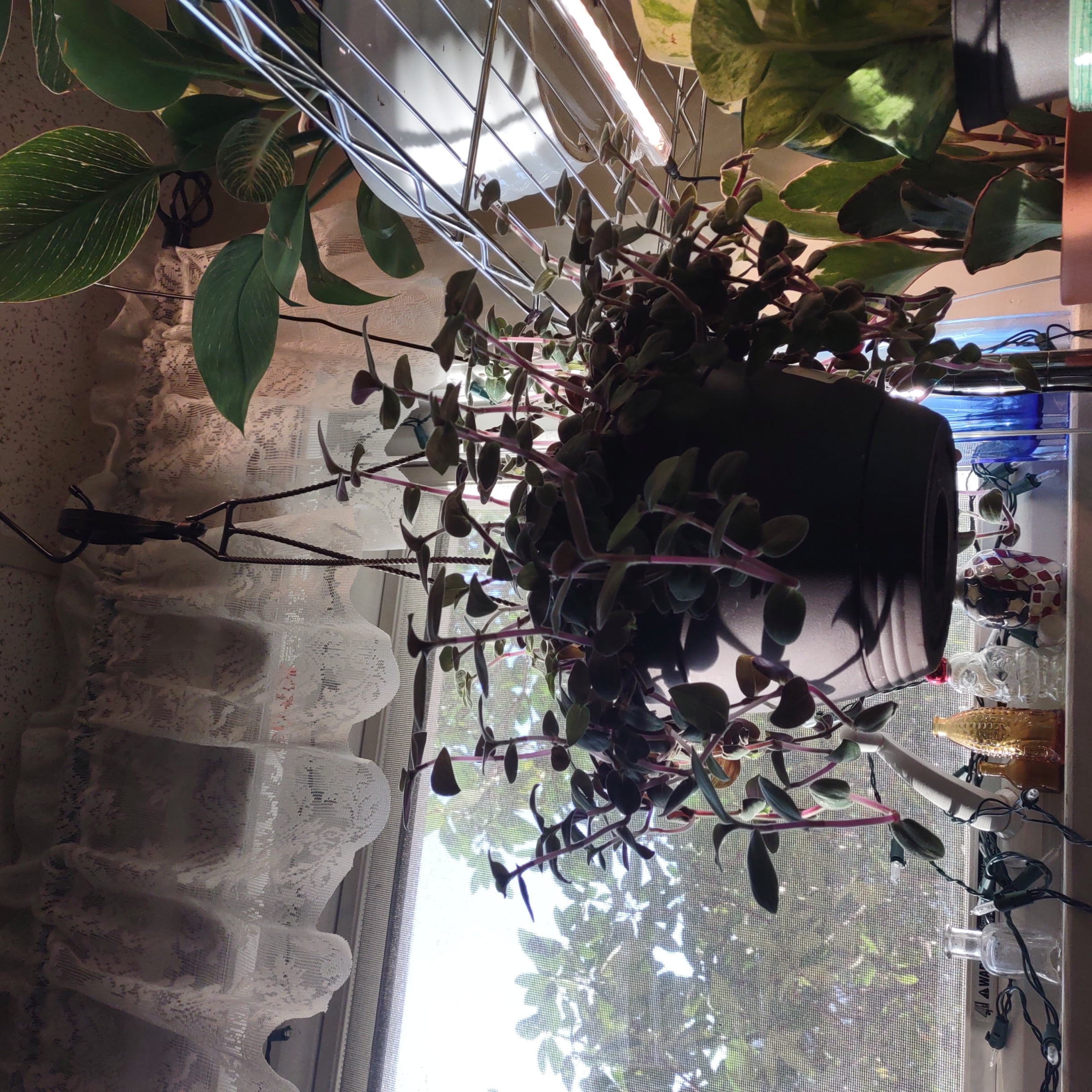 Hanging plant identified as Baby Bunny Bellies in a pot, appears healthy.
