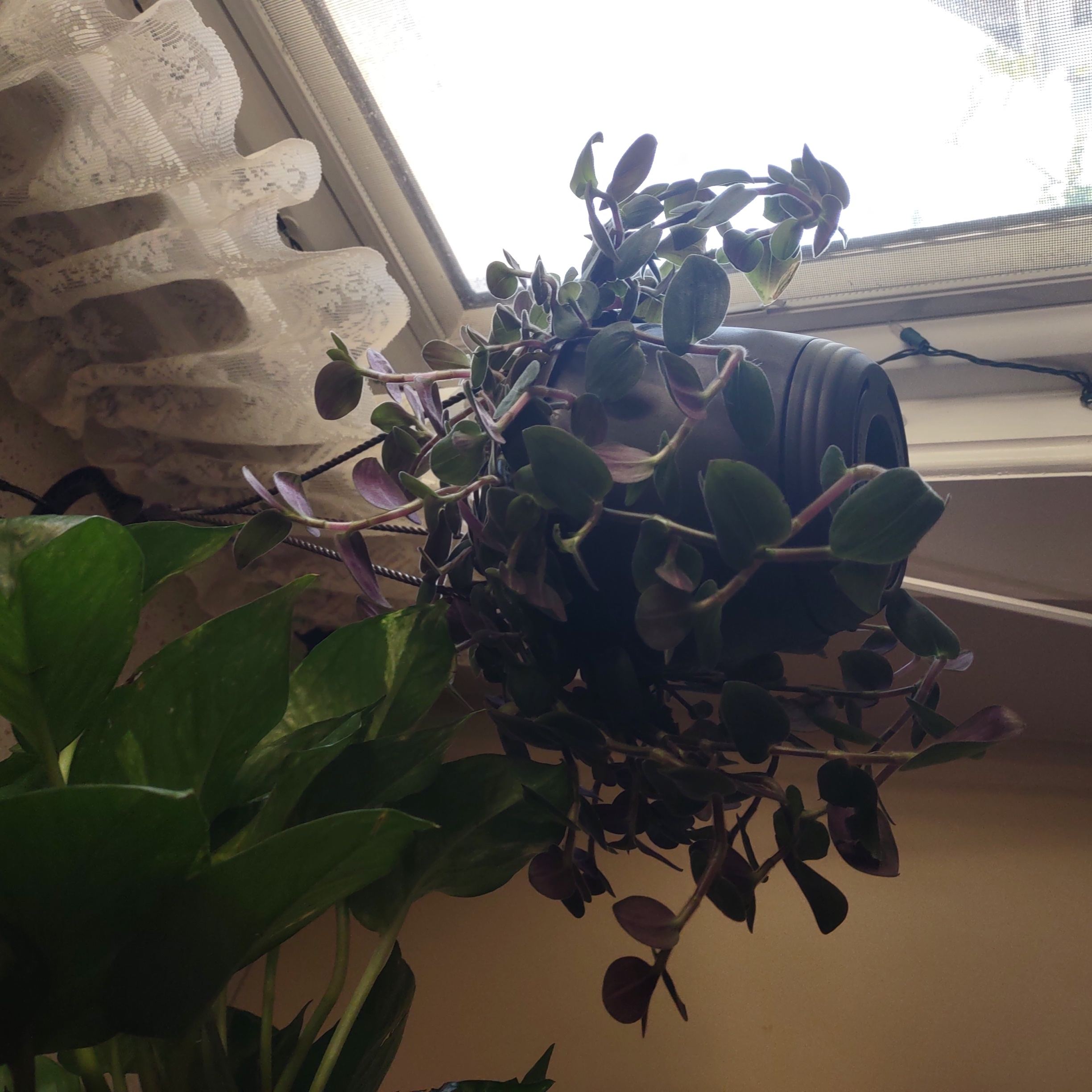 Hanging plant with dark green leaves and purple undersides, likely Baby Bunny Bellies.