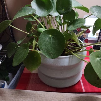 Chinese Money Plant plant in Worcester, Massachusetts