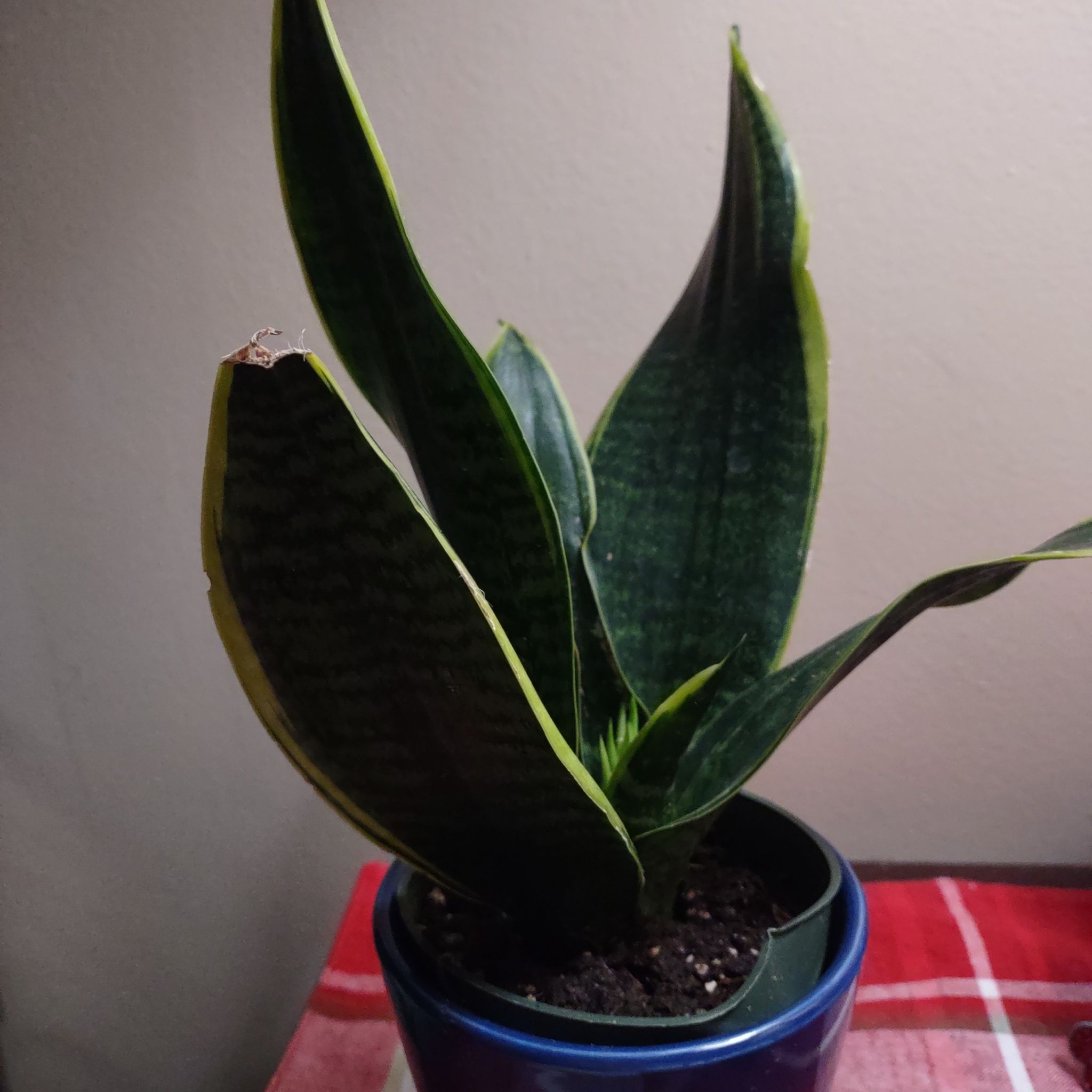 Sansevieria 'Lauren' plant in a blue pot with minor yellowing on leaf edges.