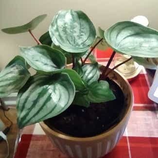 Watermelon Peperomia plant in Worcester, Massachusetts