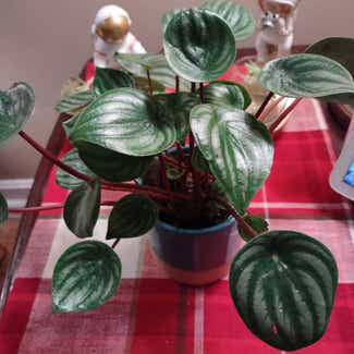 Watermelon Peperomia plant in Worcester, Massachusetts