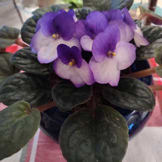 Kenyan Violet plant in Worcester, Massachusetts