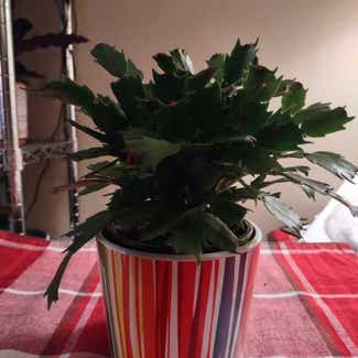 False Christmas Cactus plant in Worcester, Massachusetts