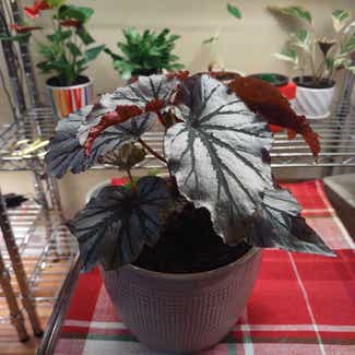Looking Glass Cane Begonia plant in Worcester, Massachusetts