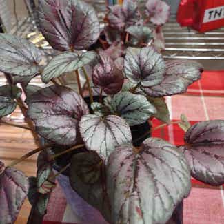 Rex Begonia plant in Worcester, Massachusetts