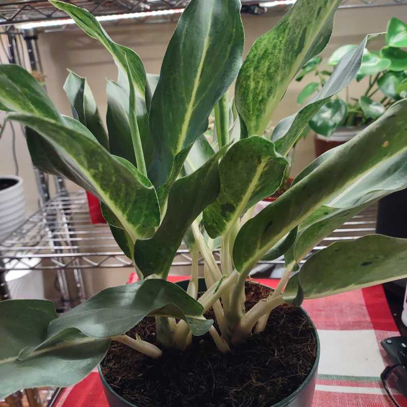 Photo of the plant species Chinese Evergreen 'Ghost' by @MicansMeHappy named Aglaonema Green Ghost on Greg, the plant care app