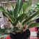 Calculate water needs of Chinese Evergreen 'Ghost'